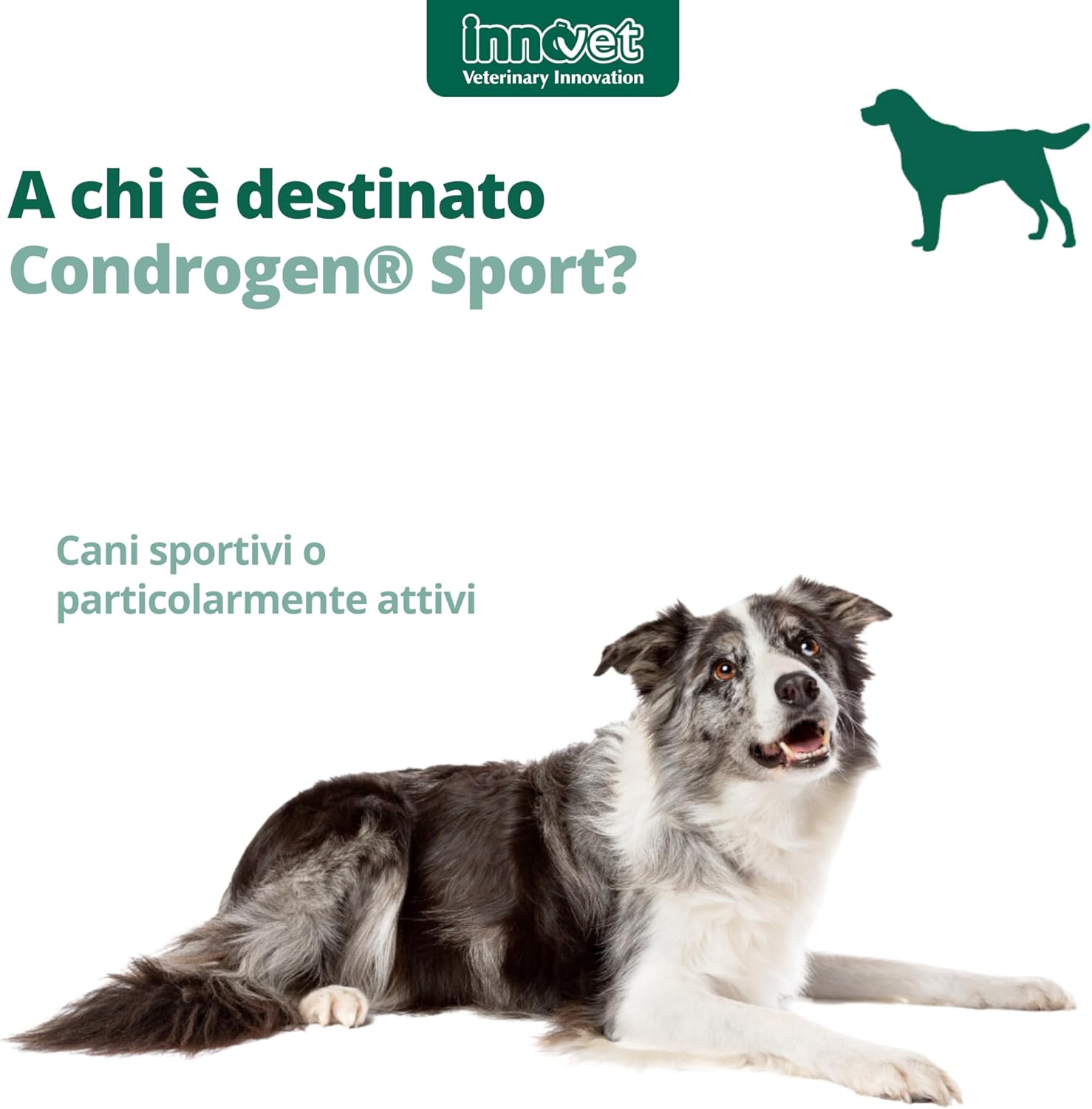 Condrogen Sport immagine 4